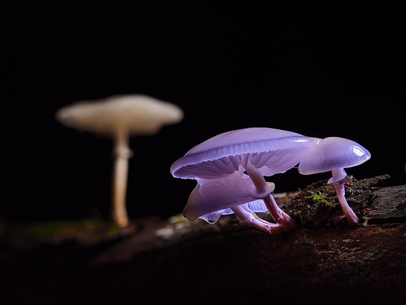 Mushroom Soup